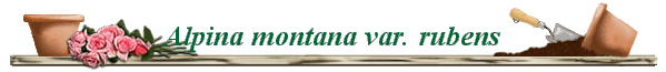 Alpina montana var. rubens