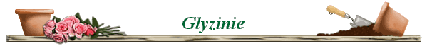 Glyzinie