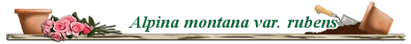             Alpina montana var. rubens