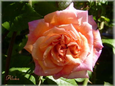 Aloha08