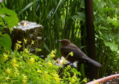 Amsel am Brunnen
