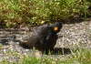 Amsel macht ein Sonnenbad
