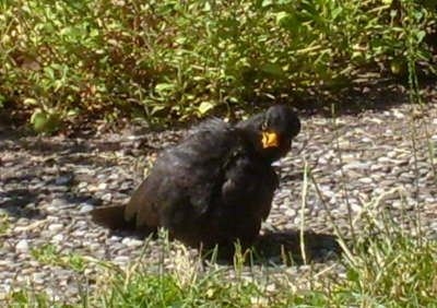 Amsel macht ein Sonnenbad