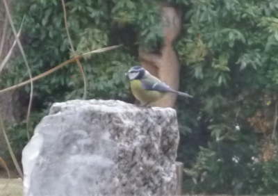 Blaumeise auf Eisbrunnen