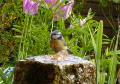 Blaumeise sucht Erfrischung