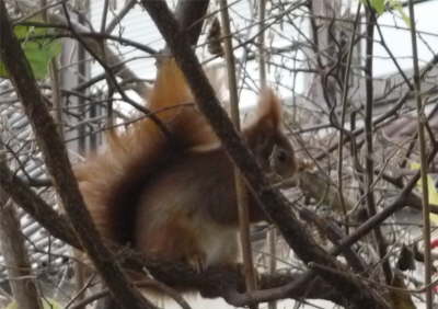 Eichhoernchen im Haselnu