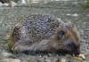 Igel