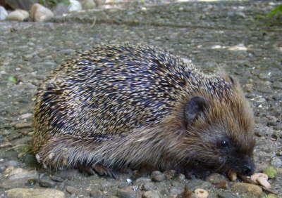 Igel